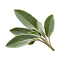 Photographic sage icon